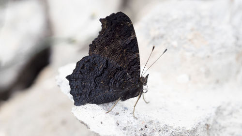 Close-up of butterfly on rock