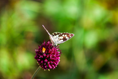 Close-up of butterfly pollinating on purple flower