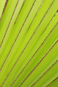 Close-up of succulent plant