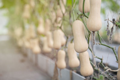 Close up butternut squash hanging in organic farm