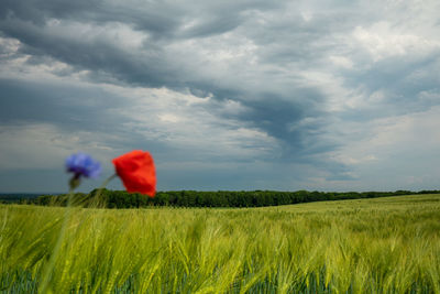 Scenic view of field against sky