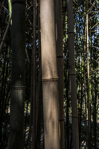 Close-up of bamboo trees in forest