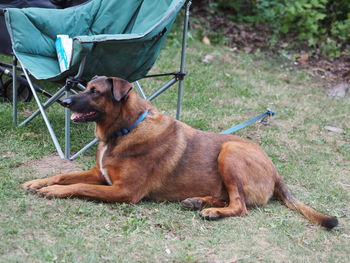 Dog sitting on field