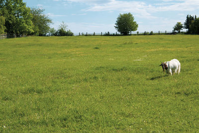 Horses in a field