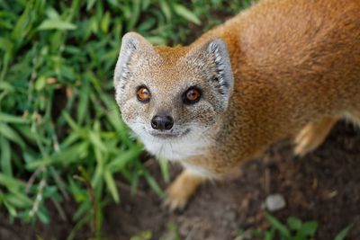 Close-up portrait of meerkat