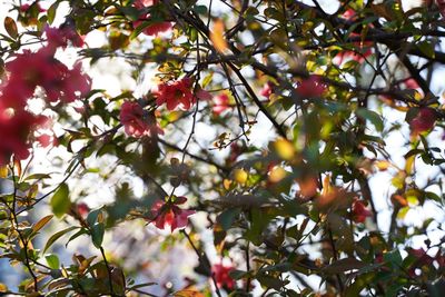 Low angle view of berries on tree