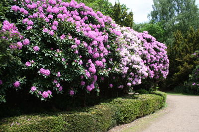 Flowers growing on tree