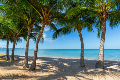 Palm trees on beach against sky