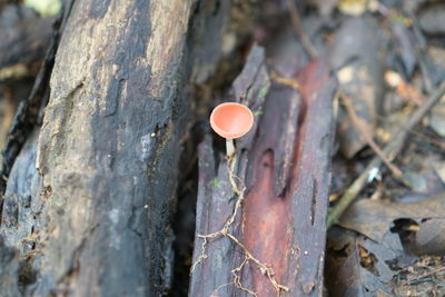 Close-up of mushroom growing on tree trunk