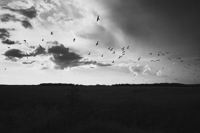 Flock of birds flying in sky