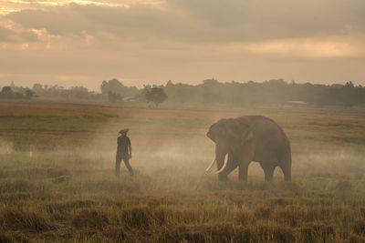 Elephants on field