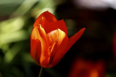 Close-up of red tulip