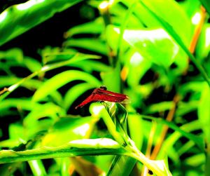 Close-up of insect on leaf