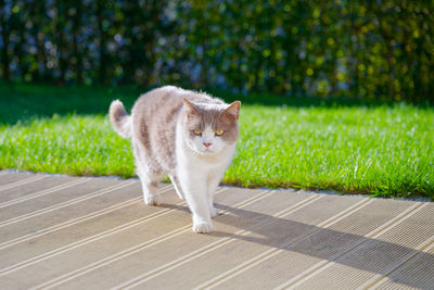 Cat sitting on field