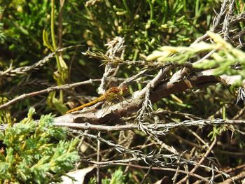 Close-up of insect on branch