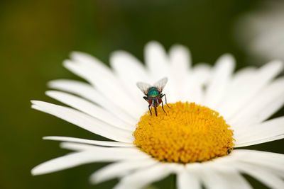 Close-up of white daisy flowers