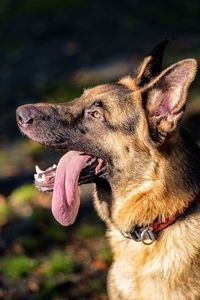 Close-up of dog sticking out tongue outdoors