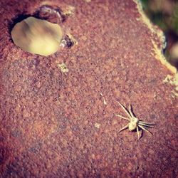 Close-up of insect on white surface