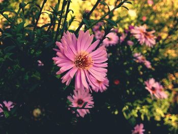 Close-up of pink flowers