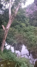 Reflection of trees in water