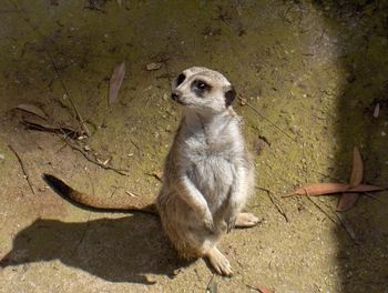 Meerkat on ground 