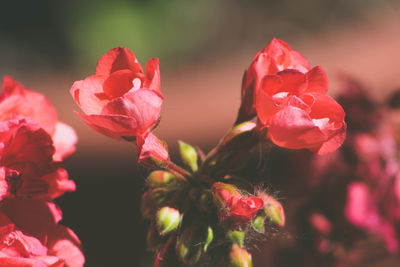 Close-up of pink rose blooming outdoors