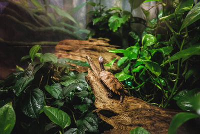 Close-up of a lizard