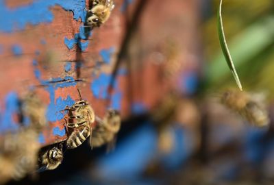 Close-up of rusty metal against wall