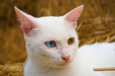 Close-up portrait of a cat with different colored eyes