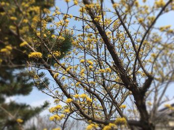 Low angle view of tree against sky