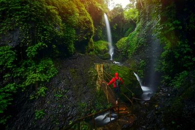 Rear view of man walking on footbridge in forest