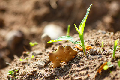 Close-up of small plant on field