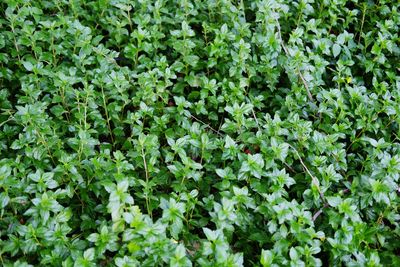 Full frame shot of plants growing on field