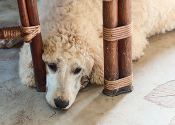 High angle view of dog sitting on floor