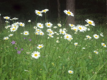 High angle view of cosmos flowers blooming in field