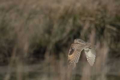 Close-up of a bird flying