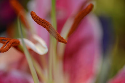 Close-up of purple flowering plant