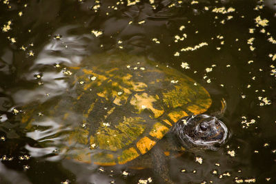High angle view of turtle swimming in water
