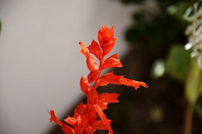 Close-up of red maple leaf