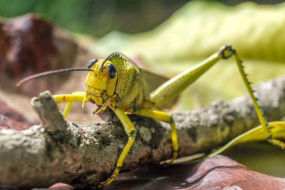 Close-up of insect on rock