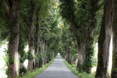 Walkway along trees in park