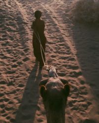 Rear view of man with dog on sand at beach
