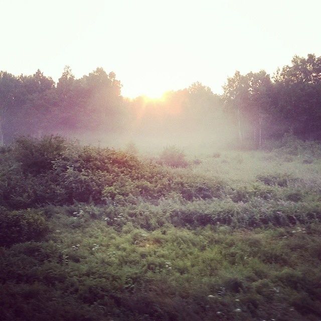 sun, tree, tranquility, tranquil scene, sunbeam, sunlight, growth, landscape, field, beauty in nature, nature, grass, lens flare, scenics, clear sky, grassy, non-urban scene, plant, forest, sunset