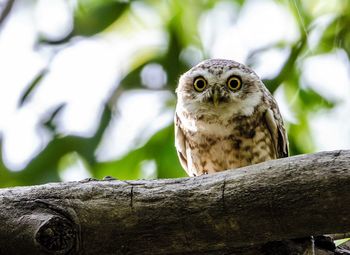 Close-up of young owl perching on tree
