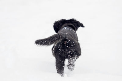 Close-up of a dog over snow