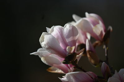 Close-up of pink rose