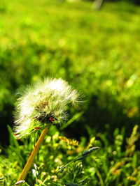 Close-up of dandelion flower on field