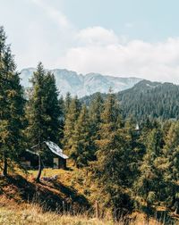 Pine trees in forest against sky