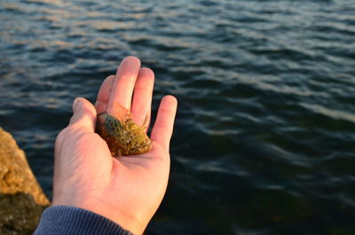 Close-up of hand holding crab by sea