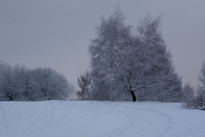 Bare tree on snow covered landscape